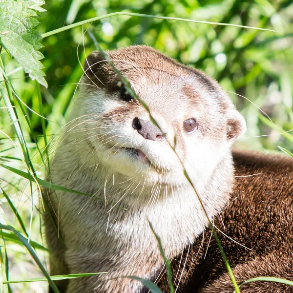 Europese otter close-up — Stockfoto