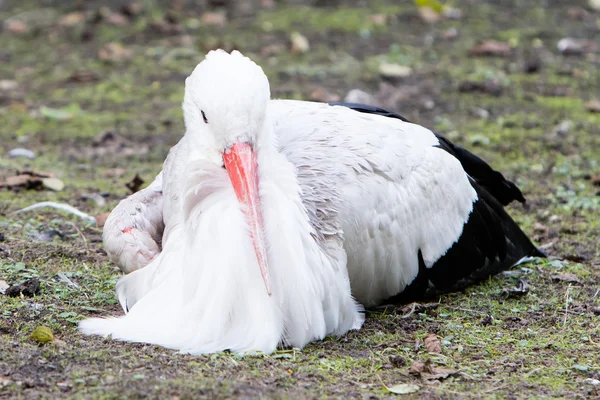 Cigüeña blanca sentada en un prado — Foto de Stock