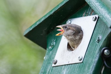 Bir kuş yuvası içinde oturan genç serçe