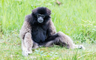 Yetişkin beyaz el jibon