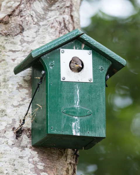 Νέοι σπουργίτι που κάθεται σε ένα birdhouse — Φωτογραφία Αρχείου