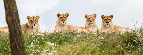 Four female lions — Stock Photo, Image