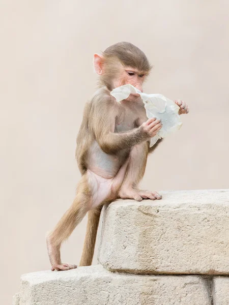 Bebé babuino aprender a comer a través del juego —  Fotos de Stock