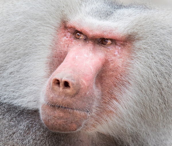 Close up portrait of male hamadryas baboon