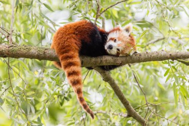 Red panda, firefox veya küçük panda 