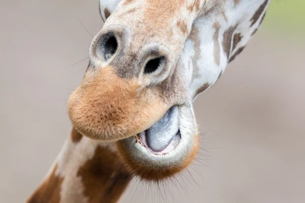 Giraffe dicht omhoog, selectieve aandacht — Stockfoto