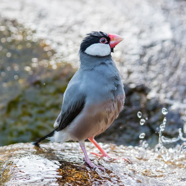 Java sparrow (Lonchura oryzivora) — Stockfoto