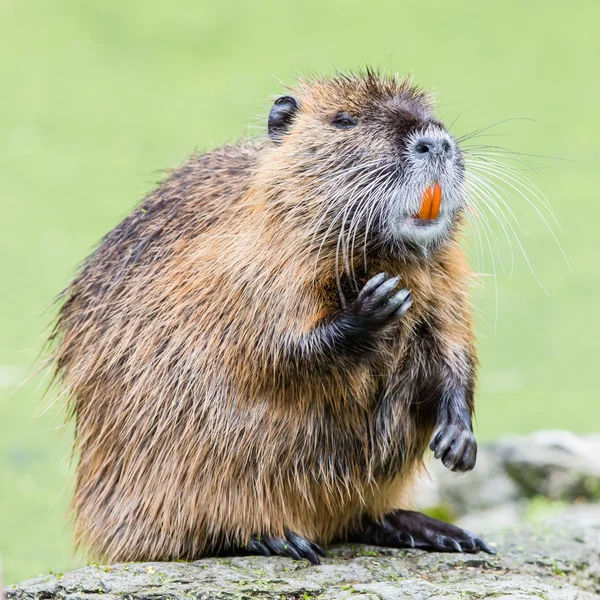 Myocastor coypus, einzelnes Säugetier — Stockfoto