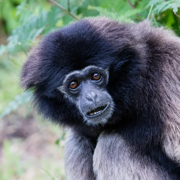 Adult white handed gibbon — Stock Photo, Image