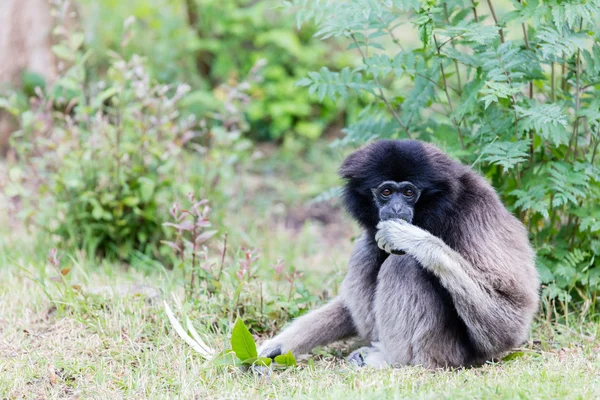 Adult white handed gibbon — Stock Photo, Image