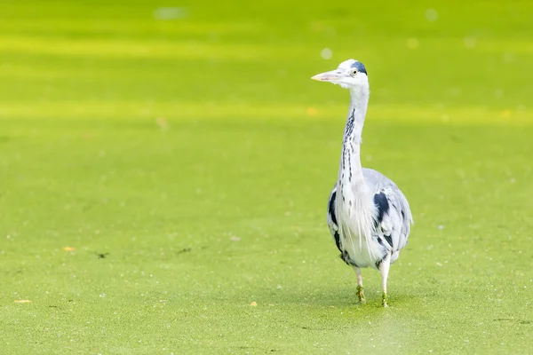 Grote blauwe reiger — Stockfoto