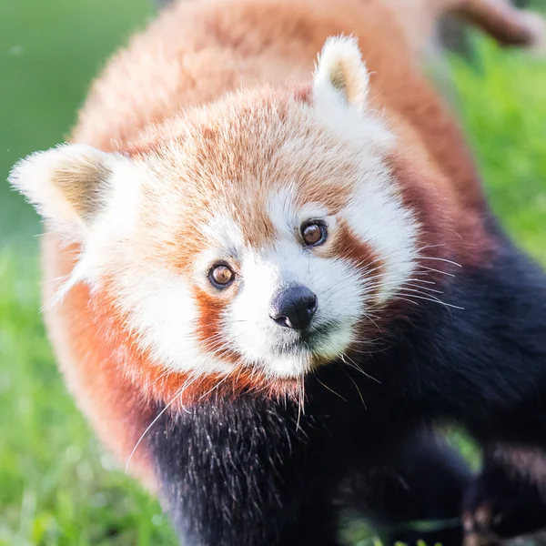 The Red Panda, Firefox or Lesser Panda — Stock Photo, Image