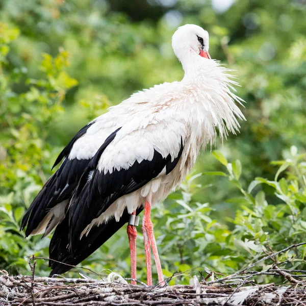 Two adult storks — Stock Photo, Image