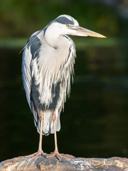 Great Blue Heron standing quietly — Stock Photo, Image