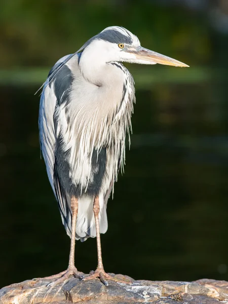 Blauwe reiger permanent rustig — Stockfoto