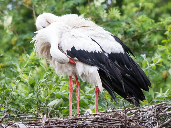 Two adult storks — Stock Photo, Image
