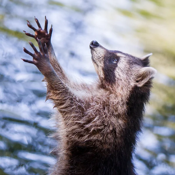 Racoon begging for food — Stock Photo, Image