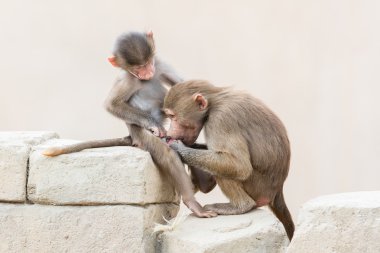 Kayaların üzerinde oturan bebek maymun