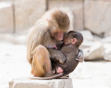 Babun anne ve onu küçük bir