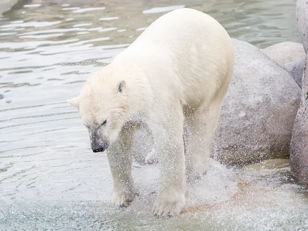 Primer plano de un oso polar (oso de hielo ) — Foto de Stock