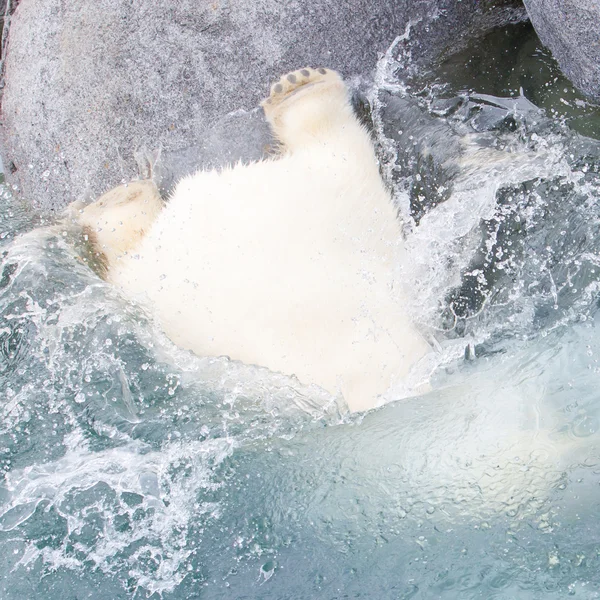 Primer plano de un oso polar (oso de hielo) saltando en el agua — Foto de Stock
