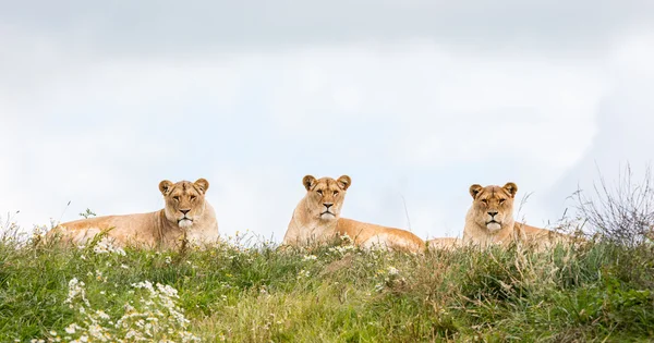 Three female lions — Stock Photo, Image