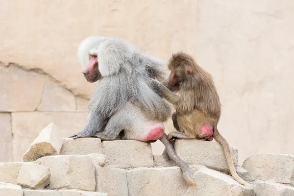 Het verzorgen van een andere aap aap — Stockfoto
