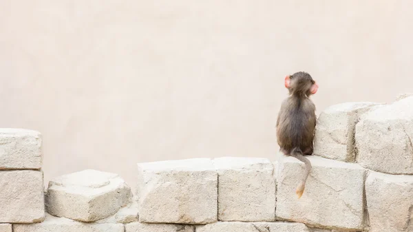 Bebé babuino sentado en las rocas —  Fotos de Stock