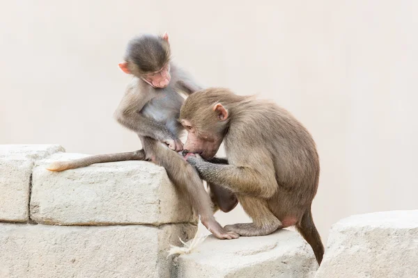 Baby baboon sitting on the rocks — Stock Photo, Image