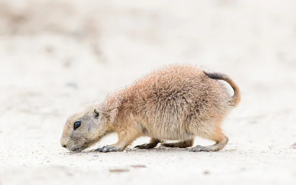 Black-coda cane prateria nel suo habitat naturale — Foto Stock