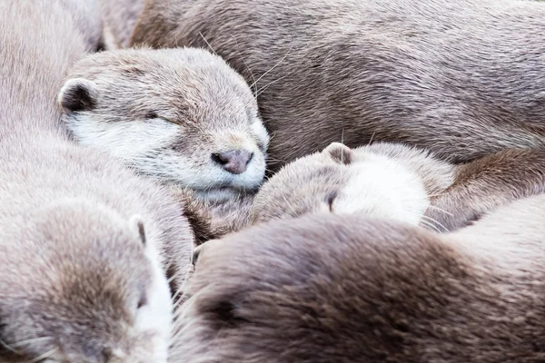 Lazy group of Asian small-clawed otter