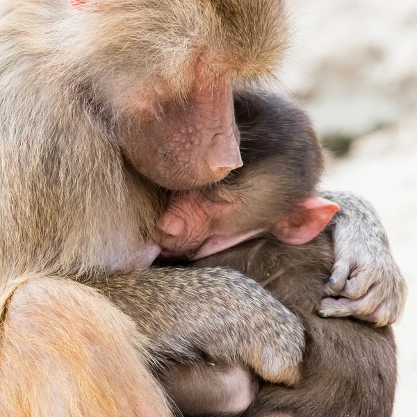 Baboon mother and her little one — Stock Photo, Image