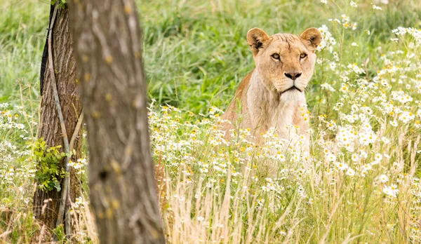 Single female lion — Stock Photo, Image