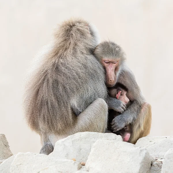 Family of baboons sitting very close together Royalty Free Stock Photos