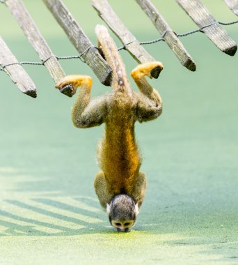 Squirrel monkey - drinking water up-side down clipart