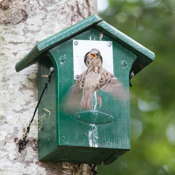 Volwassen sparrow voeding een jonge Mus — Stockfoto