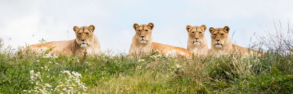 Négy nőstény oroszlán — Stock Fotó
