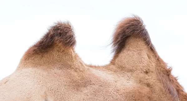 Brown kom från sidan — Stockfoto