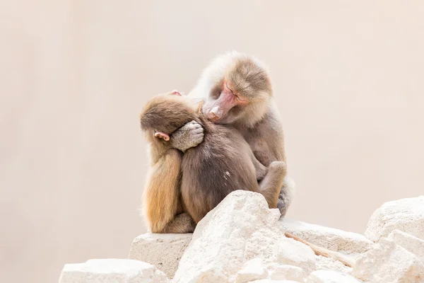 Baboon mother and her little one — Stock Photo, Image