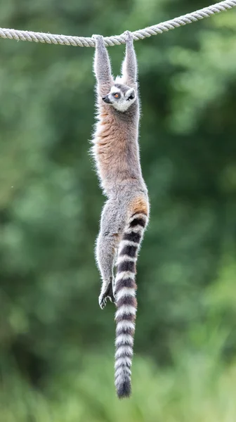 Кольцехвостый лемур (Lemur catta) — стоковое фото