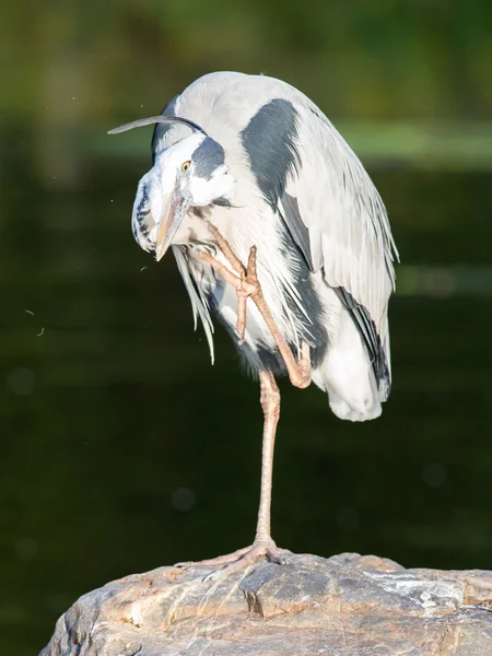 Gran Garza Azul de pie en silencio — Foto de Stock