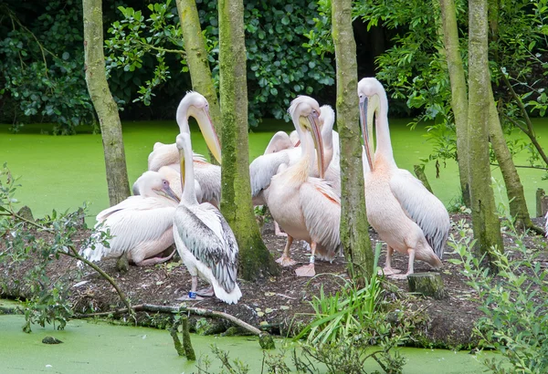 Grupp av pelikaner — Stockfoto