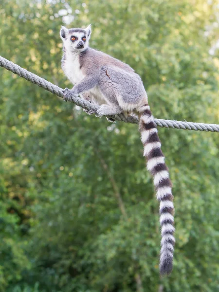 Ringstaartmaki (Lemur catta)) — Stockfoto