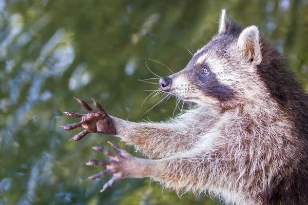 Racoon begging for food — Stock Photo, Image