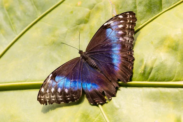 Motyl w zielonym lesie — Zdjęcie stockowe
