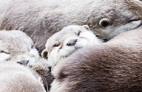 Grupo preguiçoso de lontra asiática de garras pequenas — Fotografia de Stock