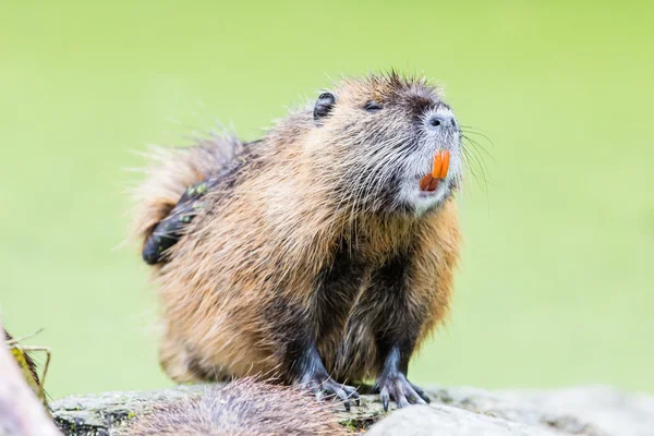 Myocastor coypus, mamífero único — Fotografia de Stock