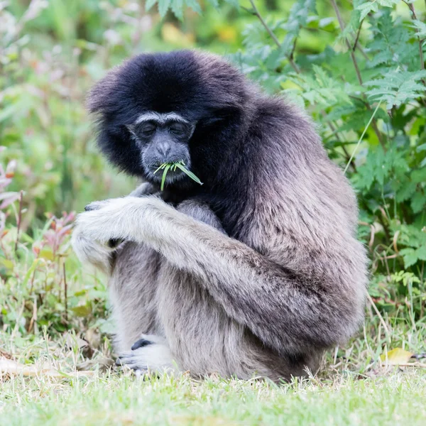 성인 흰 손으로 긴 팔 원숭이 — 스톡 사진