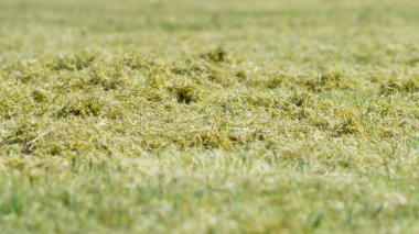 Yeşil çim ve moss, perspektif