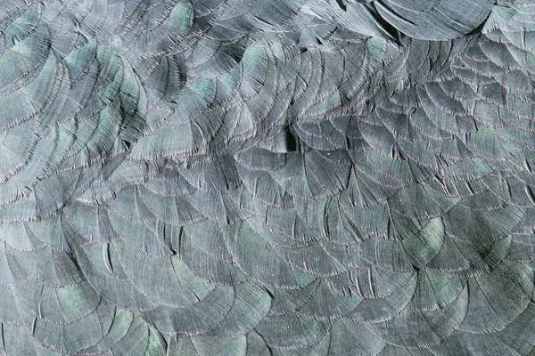 Extreme close-up of feathers of an marabu — Stock Photo, Image